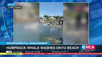 Environmental Management | Humpback whale washes onto beach