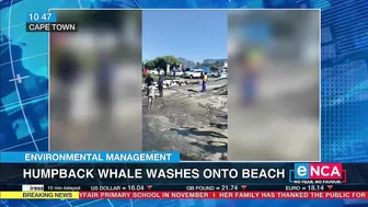 Environmental Management | Humpback whale washes onto beach