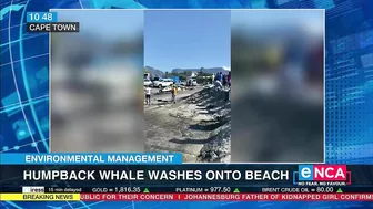 Environmental Management | Humpback whale washes onto beach