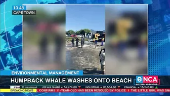 Environmental Management | Humpback whale washes onto beach