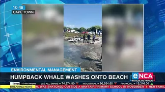 Environmental Management | Humpback whale washes onto beach