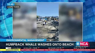 Environmental Management | Humpback whale washes onto beach