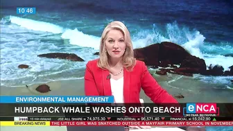 Environmental Management | Humpback whale washes onto beach