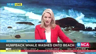 Environmental Management | Humpback whale washes onto beach