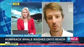 Environmental Management | Humpback whale washes onto beach