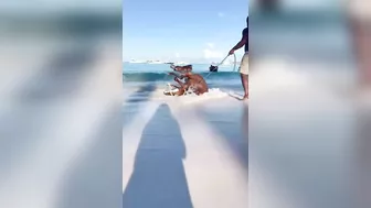 Horse is having a great time on the beach!