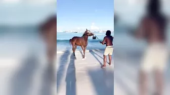 Horse is having a great time on the beach!