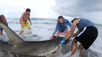 EVERY SHARK We've Caught In 2021!!! | Shark Fishing From The Beach!