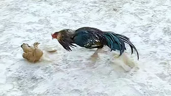 Chickens And Grey Francolin - Some Funny Moments Of Scared Roosters