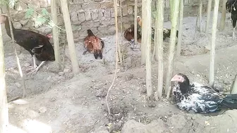 Chickens And Grey Francolin - Some Funny Moments Of Scared Roosters