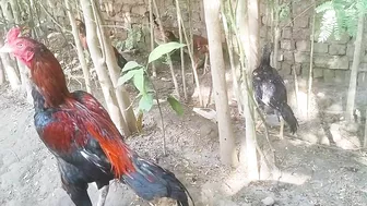 Chickens And Grey Francolin - Some Funny Moments Of Scared Roosters