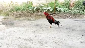 Chickens And Grey Francolin - Some Funny Moments Of Scared Roosters