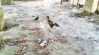 Chickens And Grey Francolin - Some Funny Moments Of Scared Roosters