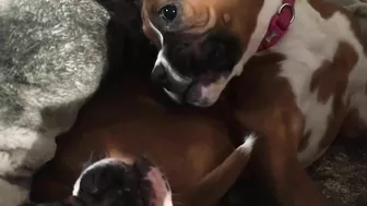 Crazy puppies Boxer dog compilation @Me or the Boxer Dog