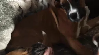 Crazy puppies Boxer dog compilation @Me or the Boxer Dog