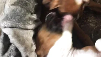 Crazy puppies Boxer dog compilation @Me or the Boxer Dog