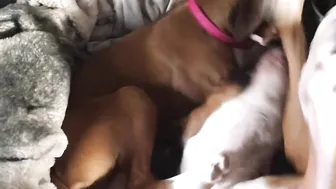 Crazy puppies Boxer dog compilation @Me or the Boxer Dog