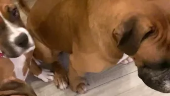 Crazy puppies Boxer dog compilation @Me or the Boxer Dog