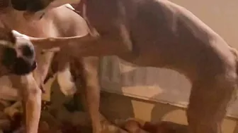 Crazy puppies Boxer dog compilation @Me or the Boxer Dog