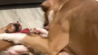 Crazy puppies Boxer dog compilation @Me or the Boxer Dog