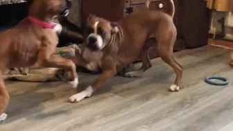 Crazy puppies Boxer dog compilation @Me or the Boxer Dog