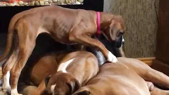 Crazy puppies Boxer dog compilation @Me or the Boxer Dog