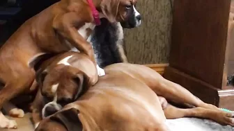 Crazy puppies Boxer dog compilation @Me or the Boxer Dog