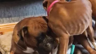 Crazy puppies Boxer dog compilation @Me or the Boxer Dog