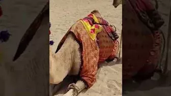 Camel in jbr beach