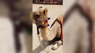 Camel in jbr beach