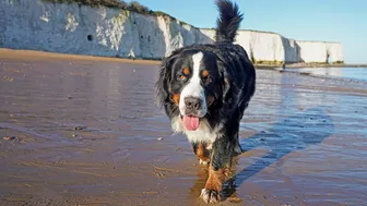 Beach Walk with Bernese Mountain Dog. 9 Miles from Margate to Ramsgate in South East England