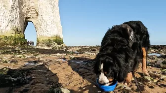 Beach Walk with Bernese Mountain Dog. 9 Miles from Margate to Ramsgate in South East England