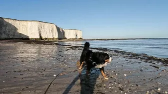 Beach Walk with Bernese Mountain Dog. 9 Miles from Margate to Ramsgate in South East England