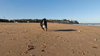 Beach Walk with Bernese Mountain Dog. 9 Miles from Margate to Ramsgate in South East England