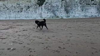 Beach Walk with Bernese Mountain Dog. 9 Miles from Margate to Ramsgate in South East England