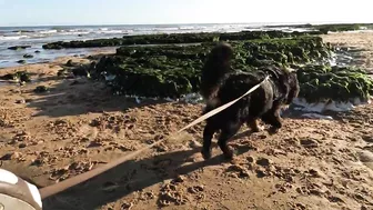 Beach Walk with Bernese Mountain Dog. 9 Miles from Margate to Ramsgate in South East England