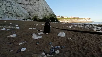 Beach Walk with Bernese Mountain Dog. 9 Miles from Margate to Ramsgate in South East England