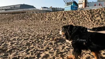 Beach Walk with Bernese Mountain Dog. 9 Miles from Margate to Ramsgate in South East England