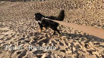 Beach Walk with Bernese Mountain Dog. 9 Miles from Margate to Ramsgate in South East England