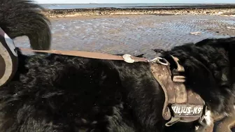 Beach Walk with Bernese Mountain Dog. 9 Miles from Margate to Ramsgate in South East England