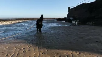 Beach Walk with Bernese Mountain Dog. 9 Miles from Margate to Ramsgate in South East England