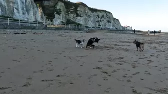 Beach Walk with Bernese Mountain Dog. 9 Miles from Margate to Ramsgate in South East England