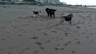 Beach Walk with Bernese Mountain Dog. 9 Miles from Margate to Ramsgate in South East England