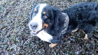 Beach Walk with Bernese Mountain Dog. 9 Miles from Margate to Ramsgate in South East England