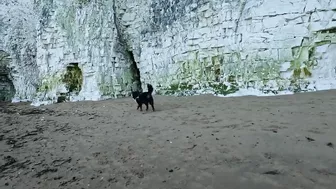 Beach Walk with Bernese Mountain Dog. 9 Miles from Margate to Ramsgate in South East England