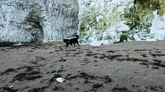 Beach Walk with Bernese Mountain Dog. 9 Miles from Margate to Ramsgate in South East England