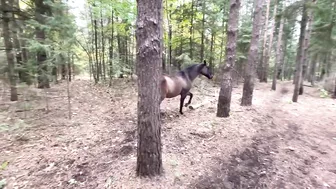 Horse kicks tree, farts on dogs then runs away.