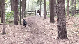 Horse kicks tree, farts on dogs then runs away.