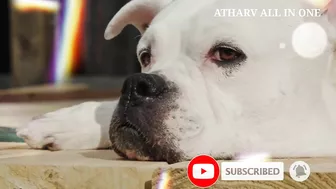 funniest dogs videos, funny dogs compilation videos @atharvallinone #funnydogs #dogcompilation