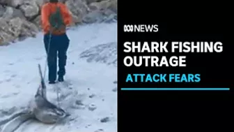 Concerns over shark fishing at popular WA beach just months after fatal attack |ABC News